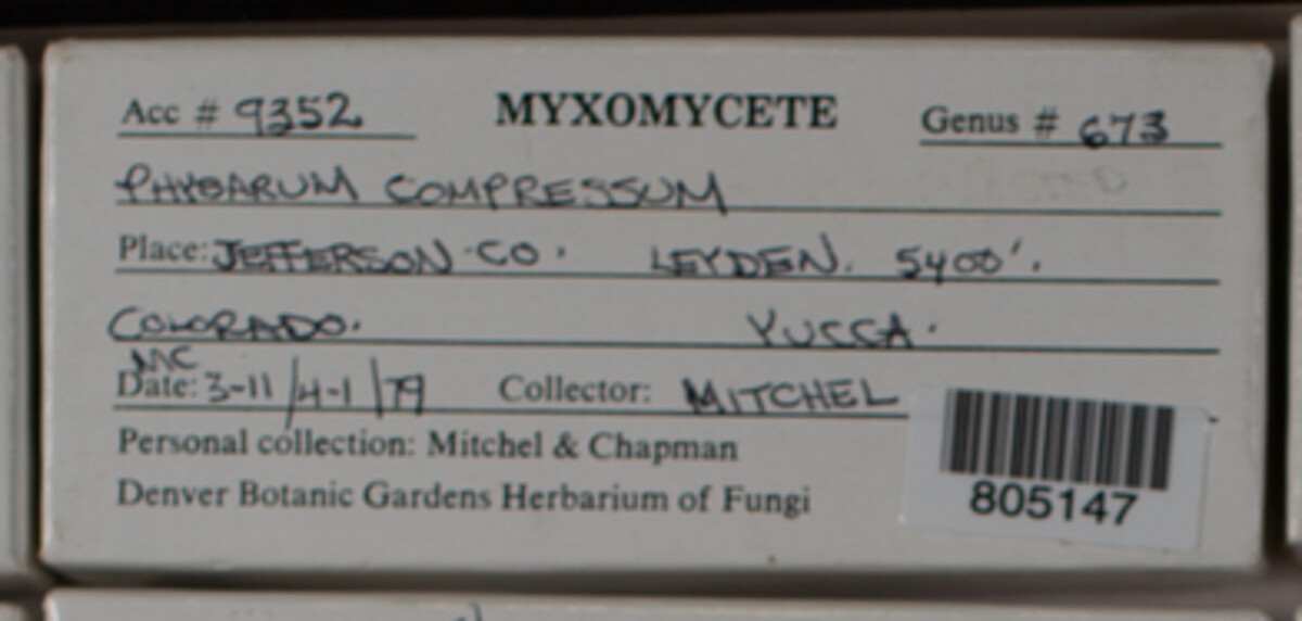 Physarum compressum image